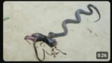 asmr snake video #asmr #asmrvideo #asmrvideos #asmr