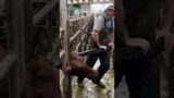 this was DANGEROUS situation.  #cow #rescue #emergency #911 #headstuck #wow #omg #cantlookaway