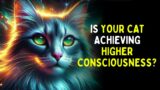 12 Habits ONLY Practiced By Highly Vibrational CATS