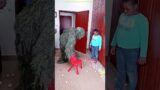 FUNNY VIDEO GHILLIE SUIT TROUBLEMAKER BUSHMAN PRANK try not to laugh panda  tiktok bhoot #realfools