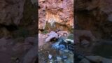 Goldstrike Canyon Hot Springs tiktok everwildgrown