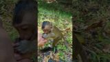 Good boy Monkeys  #khmerangkor #mychannel #animals #monkeyangkor #youtube #babymonkey