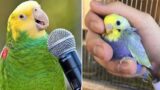 Smart And Funny Parrots Parrot Talking Videos Compilation (2024) – Cute Birds #4