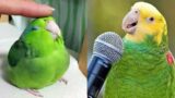 Smart And Funny Parrots Parrot Talking Videos Compilation (2024) – Cute Birds #6