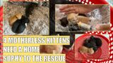 4 MOTHERLESS  HELPLESS KITTENS NEED A HOME – SOPHY TO THE RESCUE