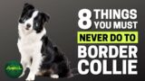 8 Things You Must Never Do to Your Border Collie