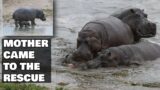 8 Times Animal Mothers Came To The Rescue | Animal Hub