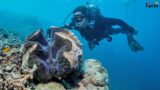 Amazing  Giant Clams Farm – Fishermen Harvest Millions of Giant Clams This Way