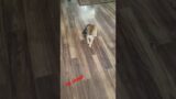 Bulldog Puppy is Learning to Skate.