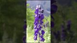 Bunga Wolfsbane – Obat Herbal – Herbal – Kesehatan – Si paling Sehat