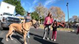 Cash 2.0 Great Dane at the Simi Valley Touch A Truck event 2023 (4 of 6)