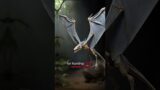 Dimorphodon Flying dinosaurs | #animals #anime
