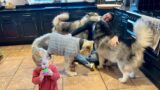 Dogs Go Crazy When Dad Comes Home Cutest Reunion Ever