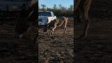 Donkey Chasing The Chevy #Shorts