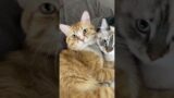 Double Trouble #TeamHulu #TeamLuna #cat #kitten #catnap #troublemaker