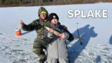 Early Season Maine Splake / Brook Trout Fishing. Caught 30+. Ice Fishing 2024.
