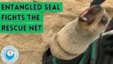 Entangled Seal Fights The Rescue Net