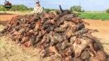 [ FULL] American Hunters And Farmers Deal With Wild Boars And Wild Animals