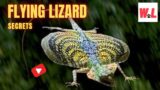 Flying Lizards: 10 Surprising Secrets You Love To Know