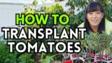 Garden Class: How to transplant tomatoes #garden #tomato #gardeningtips #vegetablegarden #plants