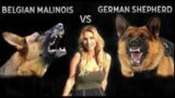 German Shepherd vs Belgian Malinois : Debunking the Myth of Canine Combat   !