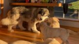 Giant Husky Scared Of Adorable Golden Retriever Puppies!