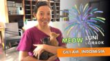 Gili Air Indonesia | Cat lovers paradise! | How LUNI Lombok helps animals | #giliair #giliislands