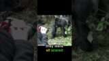 Girls Regrets Taking a Picture of This Gorilla