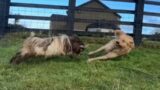 Golden Retriever Meeting Goats For The First Time Ever! (Cutest Reaction!!)