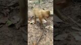 Good boy Monkeys . #monkey #khmerangkor #mychannel #animals #monkeyangkor #youtube