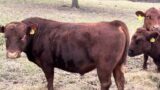 Greg takes you on a walk through their winter stockpile grazing with cow mob.