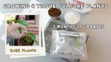 Grow 4 Tissue Culture Plants With Me! 3 Months of Progress Updates! Part 2