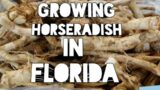 Growing Horseradish.