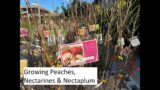 Growing Peaches, Nectarine & Nectaplum