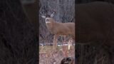 HUGE Body Buck Dropped In Its Tracks!!! #shorts #youtubeshorts #shortsvideo #fyp #deerhunting