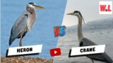Heron vs Crane: Hidden Differences That You Will  Love