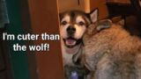 Honey's Wolf Opera, climbing the walls, & Bob! #petwolf #wolfpup #wolfdog
