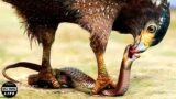 How Does An Eagle Ruthlessly Swallow Its Prey In An Instant | Wild Animals