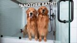 LIVE Bathing My Muddy Dogs Q&A
