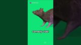 Laughing Rats: The Comedians of the Animal Kingdom #funny #funnyshorts #animals#shorts