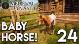 Medieval Dynasty Lets Play – Baby Horse! E24