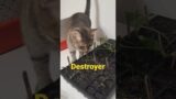 Meet The Plant Destroyer aka Latte! #cat #cats #troublemaker
