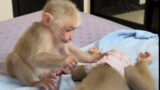 Mom take care of Monkey Bryyan and Icy so adorable!