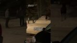 Moose charges at men who ignore repeated pleas to leave animal alone #Shorts