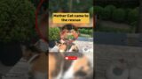 Mother Cat came to the rescue #animalhub #animalrescue #animalmothers #mothercat #dog #shorts #fyp
