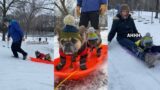 My Dogs Go Sledding