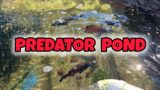 Navigating Challenges/Predator Pond Feeding and Maintenance Routine! #pond #monsterfish #fishkeeping