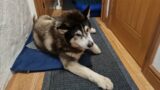 Old Husky Is Woken Early For His Surprise