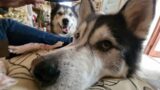 Old Husky Receives A Gift From His Friend