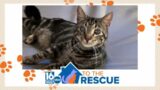 Oliver with NEPA Pet Fund and Rescue | 16 To The Rescue